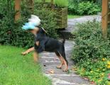 abby_2013_b-im_neuen_zuhause_das_aktion_paradies_(2).jpg