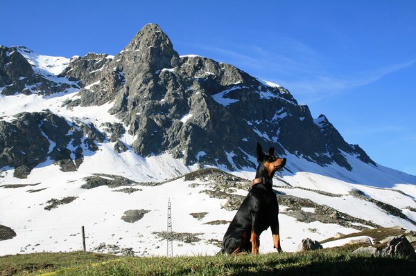 deutscher_pinscher_abby_ophelia_psk_vdh_fci_julierpass_morteratsch_(3).jpg