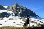 deutscher_pinscher_abby_ophelia_psk_vdh_fci_julierpass_morteratsch_(3).jpg