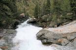 deutscher_pinscher_abby_ophelia_psk_vdh_fci_julierpass_morteratsch_(6).jpg