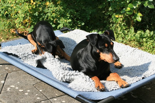 deutscher_pinscher_dinka_und_abby_(1).jpg