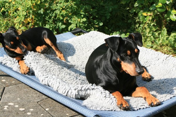 deutscher_pinscher_dinka_und_abby_(2).jpg