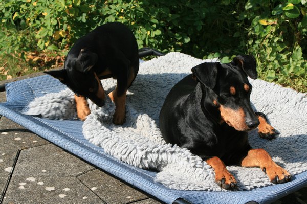 deutscher_pinscher_dinka_und_abby_(3).jpg