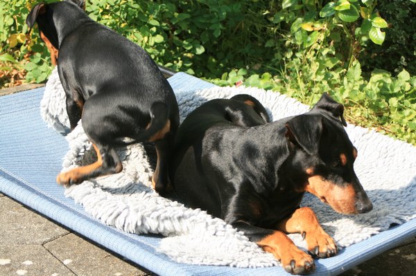 deutscher_pinscher_dinka_und_abby_(5).jpg