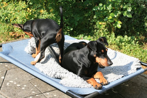 deutscher_pinscher_dinka_und_abby_(6).jpg