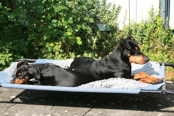 deutscher_pinscher_dinka_und_abby_(7).jpg