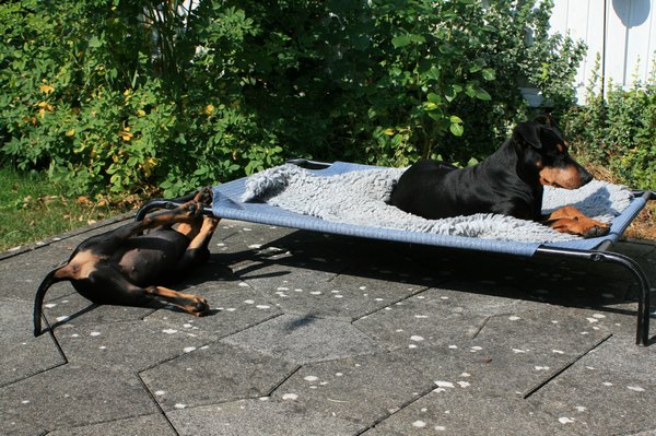 deutscher_pinscher_dinka_und_abby_(8).jpg