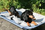 deutscher_pinscher_dinka_und_abby_(1).jpg