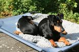 deutscher_pinscher_dinka_und_abby_(4).jpg