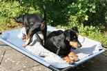 deutscher_pinscher_dinka_und_abby_(6).jpg