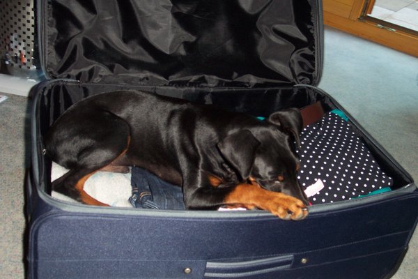 3_da_geht_noch_was_rein_und_solls_auch_nur_ein_pinscher_sein..jpg