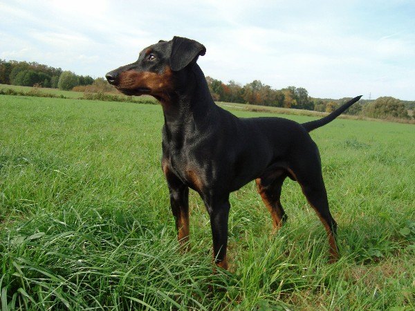 deutscher_pinscher_haller_barnabas.jpg