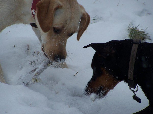 7-der_erste_schnee.jpg