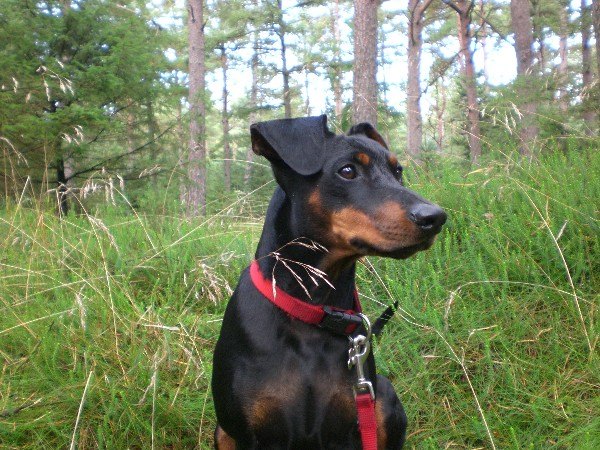 11-benito_deutscher_pinscher.jpg