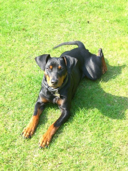 13-deutscher_pinscher_haller_benito_2.jpg