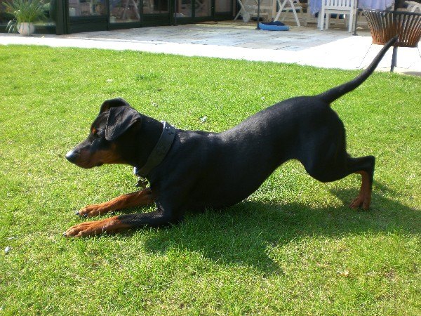 14-deutscher_pinscher_haller_benito_3.jpg