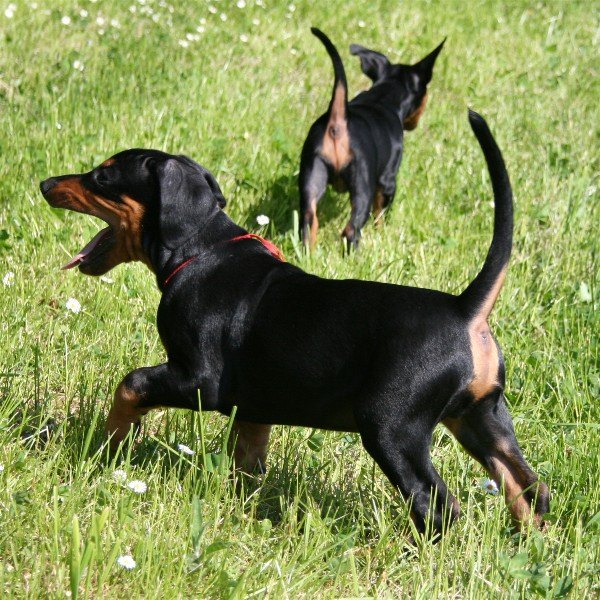 2-benitos_erster_ausflug_in_hall.jpg