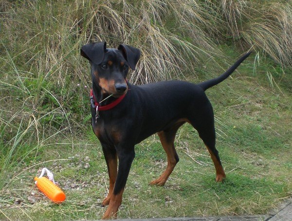 99-deutscher_pinscher_haller_benito_a.jpg