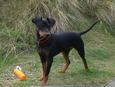 99-deutscher_pinscher_haller_benito_a.jpg