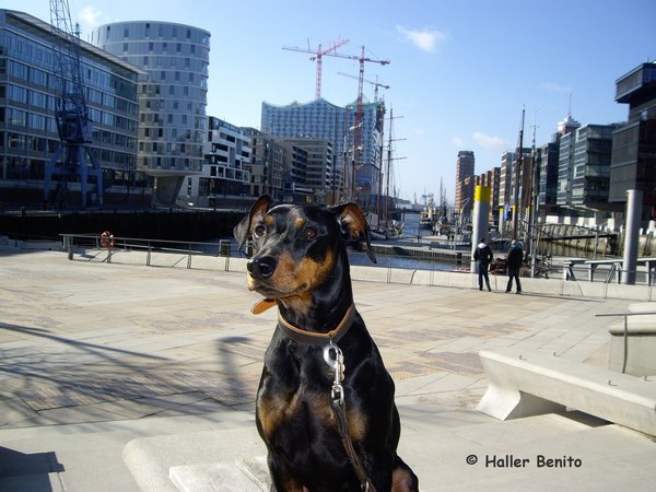 benito_hamburg_vor_der_elbphilharmonie_2.jpg