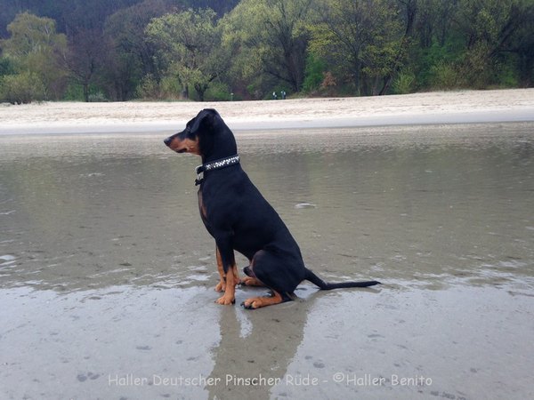 deutscher_pinscher_ruede_haller_benito_elbstrand_1.jpg