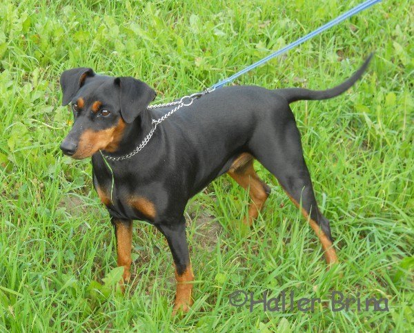 deutscher_pinscher_haller_brina_a1.jpg