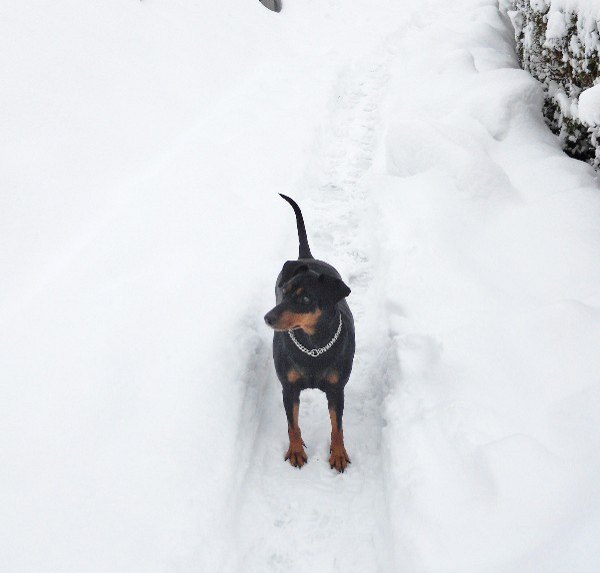 deutscher_pinscher_haller_brina_dezember-2010.jpg