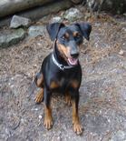 deutscher_pinscher_haller_brina_august_2009_a.jpg