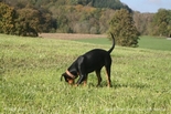 pinscher_a-o_in_motion_(10).jpg