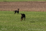 pinscher_a-o_in_motion_(14).jpg