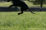 pinscher_a-o_in_motion_(15).jpg