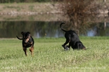 pinscher_a-o_in_motion_(19).jpg