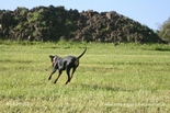 pinscher_a-o_in_motion_(6).jpg