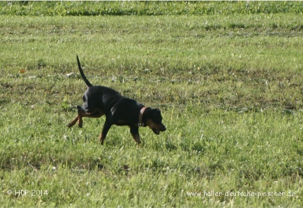 pinscher_a-o_in_motion_(1).jpg