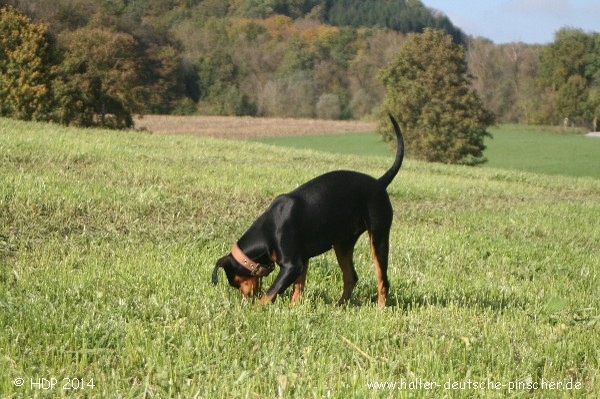 pinscher_a-o_in_motion_(10).jpg