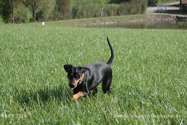 pinscher_a-o_in_motion_(11).jpg