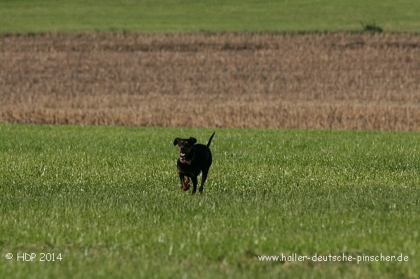 pinscher_a-o_in_motion_(13).jpg