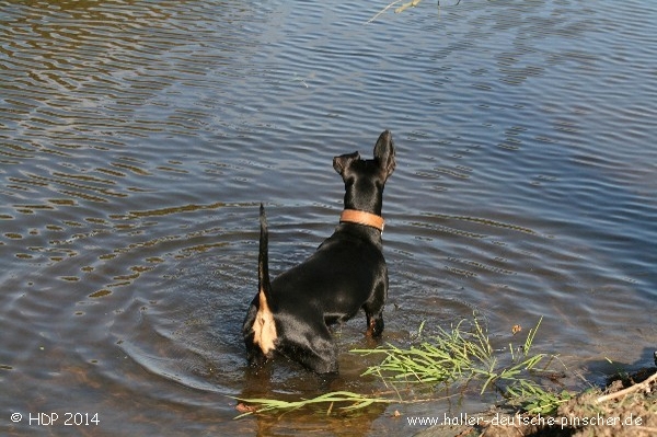 pinscher_a-o_in_motion_(16).jpg