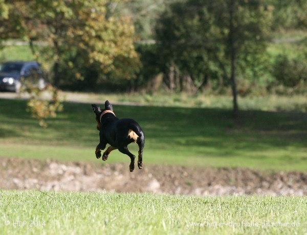 pinscher_a-o_in_motion_(17).jpg