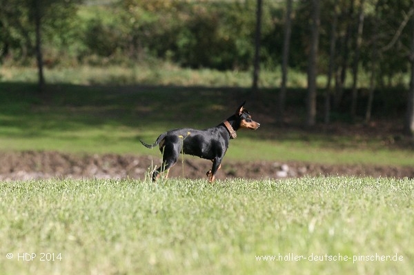 pinscher_a-o_in_motion_(18).jpg