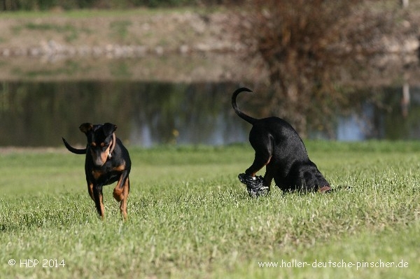 pinscher_a-o_in_motion_(19).jpg