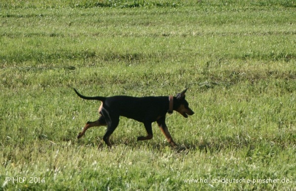 pinscher_a-o_in_motion_(2).jpg