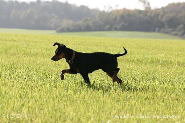 pinscher_a-o_in_motion_(20).jpg