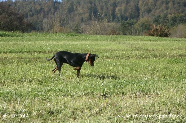 pinscher_a-o_in_motion_(3).jpg