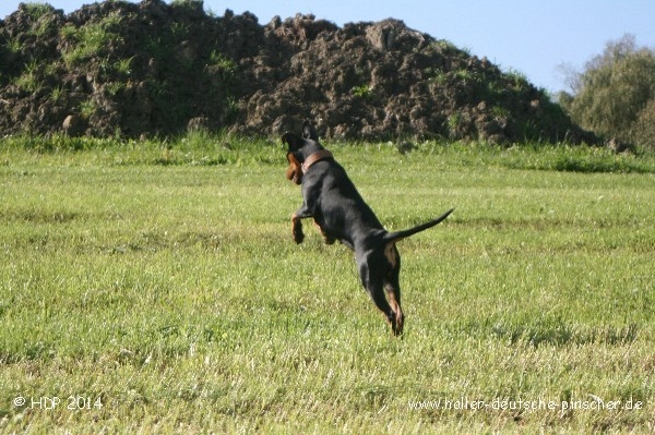 pinscher_a-o_in_motion_(5).jpg