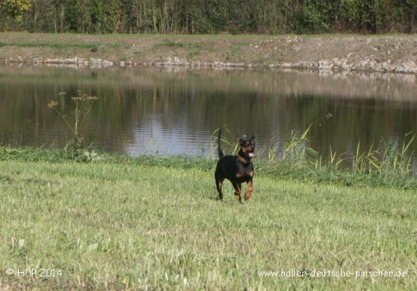 pinscher_a-o_in_motion_(8).jpg