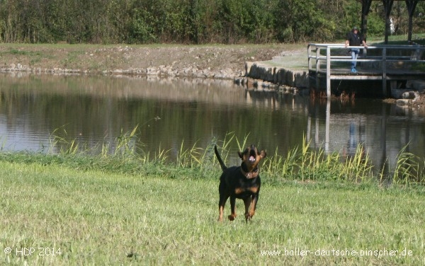 pinscher_a-o_in_motion_(9).jpg