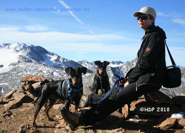 deutsche_pinscher_roetlspitz_3026m.jpg