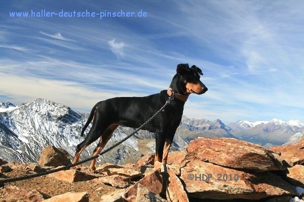 deutscher_pinscher_roetlspitz_3026m.jpg