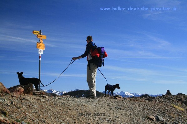 deutscher_pinscher_suedtirol_043.jpg